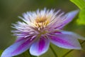 Clematis flower is blooming Royalty Free Stock Photo