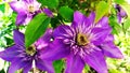 Clematis flower. Clematis lilac during flowering. Flower buds close-up. Beautiful perennials Royalty Free Stock Photo