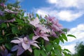 clematis flower