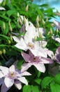 Clematis flower