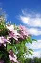 clematis flower