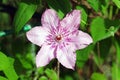 Clematis flower