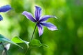 Clematis flower. Clematis close-up. Blue flower. Wilting clematis flower on a blurred background. Selective focus