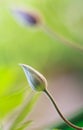 Clematis flower