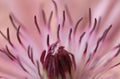 Clematis flower closeup Royalty Free Stock Photo