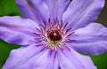 The clematis flower closeup Royalty Free Stock Photo