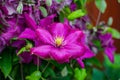 Clematis flower from the garden