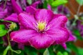 Clematis flower from the garden