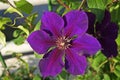 Clematis flower with large dark purple petals on a green background Royalty Free Stock Photo