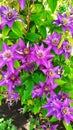 Clematis flower. Clematis lilac during flowering. Flower buds close up vertically. Beautifully flowering perennials Royalty Free Stock Photo