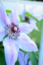 Clematis Flower purple stripped vertical close up side view Royalty Free Stock Photo