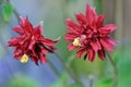 Clematis-flowered Columbine, Aquilegia vulgaris