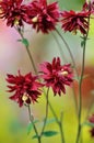 Clematis-flowered Columbine, Aquilegia vulgaris