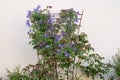 Clematis Flowering on Metal Garden Frame