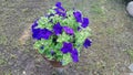 Petunia flowers in ceramic pot blooming in garden