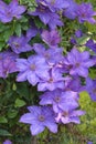 Clematis Flowers - Elsa Spath Royalty Free Stock Photo