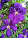 Clematis flowers with Gynoecium and androecium Royalty Free Stock Photo