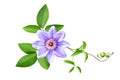 Clematis flowers is isolated