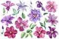 Clematis flowers on an isolated white background. Watercolor illustration. Floral clipart Royalty Free Stock Photo