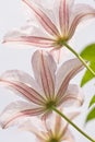 Clematis flowers on white