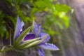 The clematis `General Sikorski` buds opens