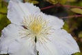 Clematis Gladys Picard Royalty Free Stock Photo