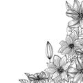 Clematis. Hand drawn. Graphics