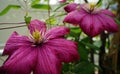 Two dark red Clematis flowers Royalty Free Stock Photo