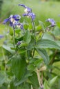 Clematis integrifolia