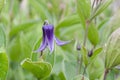 Clematis integrifolia