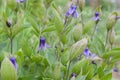 Clematis integrifolia