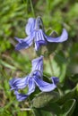 Clematis integrifolia in the nature