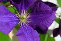 Clematis Jackmanii Royalty Free Stock Photo