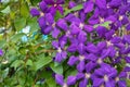 Clematis, Jackmanii, is a beautiful climbing plant with violet flowers Royalty Free Stock Photo