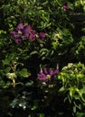 Clematis `Jackmanii`