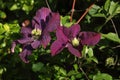 Clematis `Jackmanii`