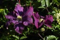 Clematis `Jackmanii` Royalty Free Stock Photo