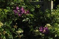 Clematis `Jackmanii` Royalty Free Stock Photo