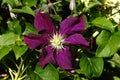 Clematis `Jackmanii` Royalty Free Stock Photo