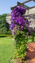Clematis `Jackmanii` blooms on a column of a pavilion in Elizabeth Park