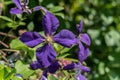 Beautiful flower dark purple Clematis Jackmanii with green leaves in sunny garden