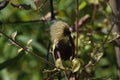 Clematis Jackmanii seed pod