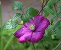 Clematis jackmanii