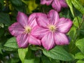 Clematis Jackmanii, two flowers.