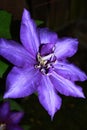 Clematis large-flowered Daniel Deronda a plant with a purple inflorescence from the creeper family.