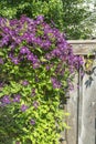 Clematis large-flowered hangs along a warm fence