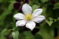 Clematis or Leather flower perennial vine plant blooming white flower with leathery petals surrounded with leaves in home garden Royalty Free Stock Photo