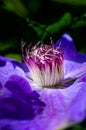Clematis lila flower botanic beautiful macro or close-up. Purple and violet petals. selective DOF Royalty Free Stock Photo