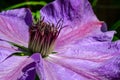 Clematis lila flower botanic beautiful macro or close-up. Purple and violet petals. selective DOF Royalty Free Stock Photo