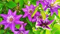 Clematis lilac during flowering. Flower buds close-up. Perennial beautiful flowers Royalty Free Stock Photo